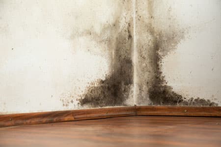 Mold Inspection Santa Barbara